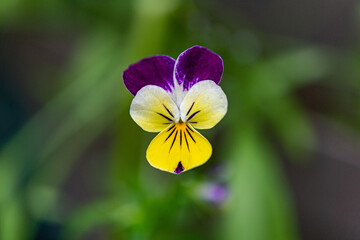 yellow and purple flower