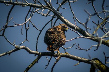 Hawk