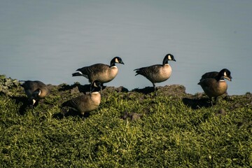 Group of Canadian Geese