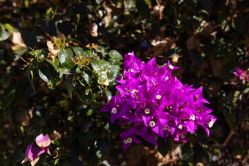 Blushing Beauty: A Pink Paperflower in Bloom