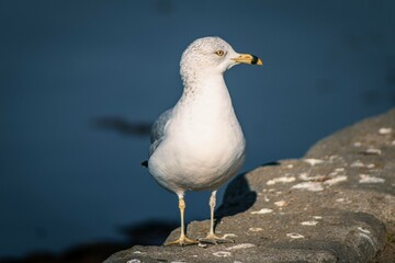 Rest Seagull