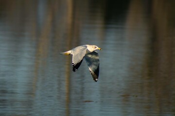 Seagull in Flight