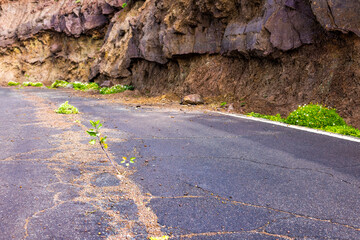 The Forgotten Road: A Growing Tree in the Center