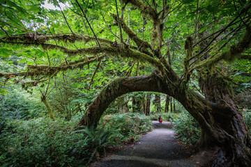 Natural Arch - A bent tree forms a tunnel over a hiking trail in the Hoh Rainforest in Washington - obrazy, fototapety, plakaty