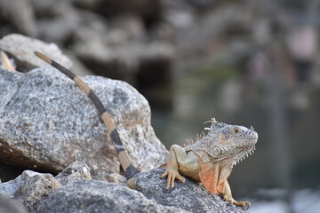 iguana on the rock