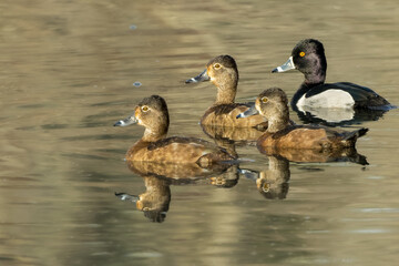 Male and Female Ring-Necked Ducks on Pond