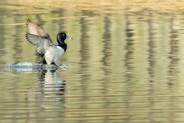 Ring-necked Duck