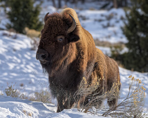 American Bison in the snow.  Yellowstone National Park. Winter scene.