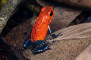 red bluejeans costa rica frog 