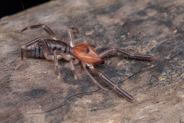 camel spider Solifugos costa rica