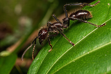 bullet ant paraponera clavata gigant ant
