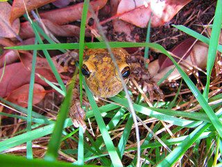 A small frog in the middle of the grass