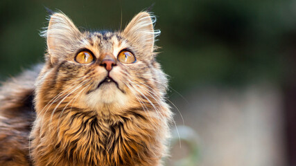 Close-up portrait of a gray striped domestic cat.Image for veterinary clinics, sites about cats, for cat food.