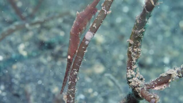 Shrimp Caridea, commonly known as caridean shrimp hooked along stem of an underwater seaweed. Caridea is master of disguise on stems of marine plants, so it is impossible to notice. Macro.