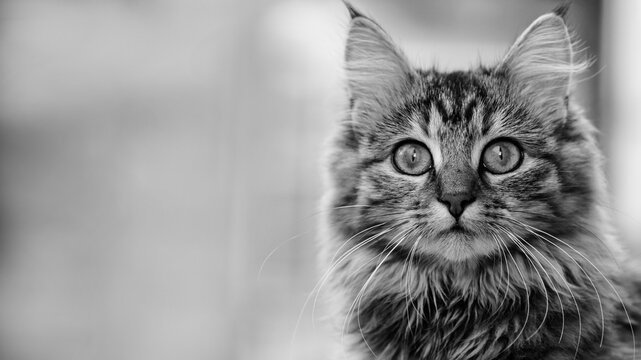 Close-up portrait of a gray striped domestic cat.Image for veterinary clinics, sites about cats, for cat food.