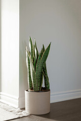 Snake plant in sunlight