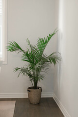 Palm plants indoor