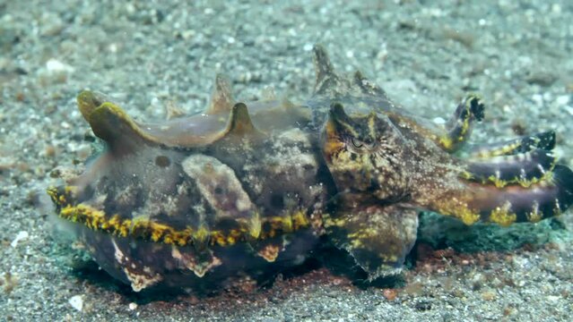 Habitat of scintillating Metasepia pfefferi cuttlefish as it strays on seafloor. Enchanting realm of wild oceanic underwater life enchants with its extraordinary landscapes.