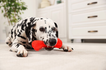 Adorable Dalmatian dog playing with toy indoors. Lovely pet