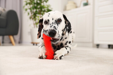 Adorable Dalmatian dog playing with toy indoors. Lovely pet - obrazy, fototapety, plakaty