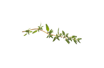 Fresh green thyme sprig isolated on white