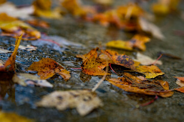 autumn leaf