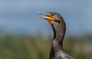 Cormorant 
-Everglades, Florida 