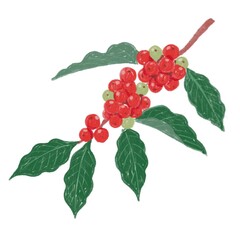 コーヒーの実のイラスト
