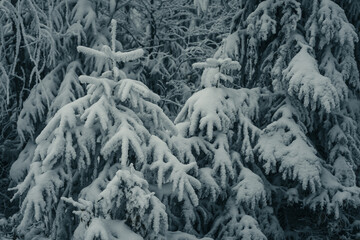 Snowy Fir Tree Branches