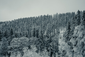 Snowy Trees in the Winter Forest