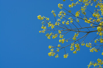 Branch with young yellow-green leaves of a holly oak against a blue sky with copy space