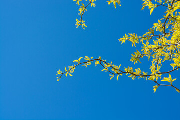 Branch with young yellow-green leaves against a blue sky with copy space