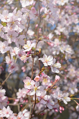 Several light pink flowers on a blurred background