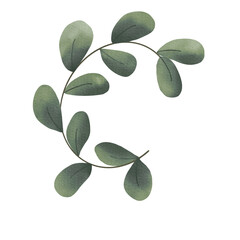 Eucalyptus watercolor png image
