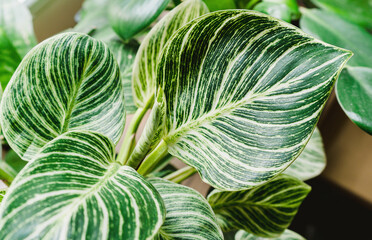 Potting plants at home. Indoor garden, house plants. Philodendron white measure birkin close up....