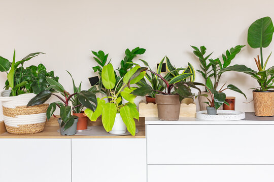 Philodendron, zamioculcas, bamboo palm tree in pots on shelf at home. Stylish wooden shelves with green houseplants. Modern room decor. Home garden concept. Scandinavian interior 