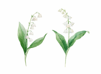 Beautiful floral stock illustration with hand drawn watercolor white forest lily of the valley flowers. Clip art.
