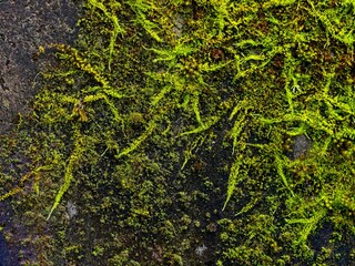Moss covers concrete wall during rainy season, close-up