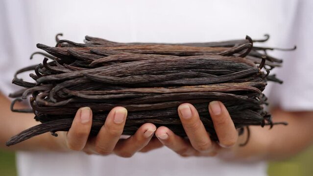 Close up of vanilla farmer hands holding dried vanilla beans following curing and drying of green vanilla pods