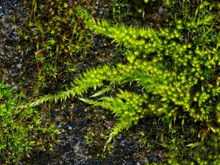 Moss covers concrete wall during rainy season, close-up