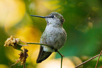 hummingbird on a branch