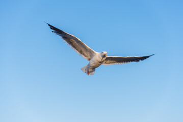 seagull in flight