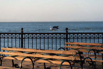 bench on the pier with seagull