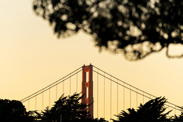 golden gate bridge through trees