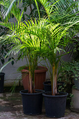 Green palm plants planted in pots outdoors grow in warm climates to decorate cafes and courtyards of residential buildings. Home gardening, love of plants and care. Grown on fresh air sunny day.
