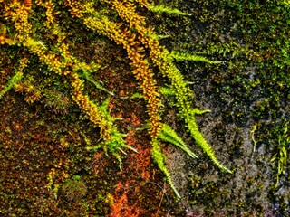 Moss covers concrete wall during rainy season, close-up