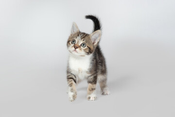 Obraz premium Rescue Kitten in Studio