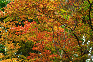 autumn in the park