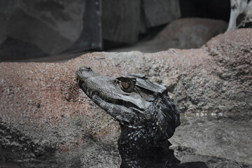 Close-up of a crocodile