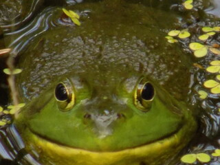 Front shot of a Huge Bullfrog